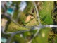 7a The Flat, St Marys TAS 7215