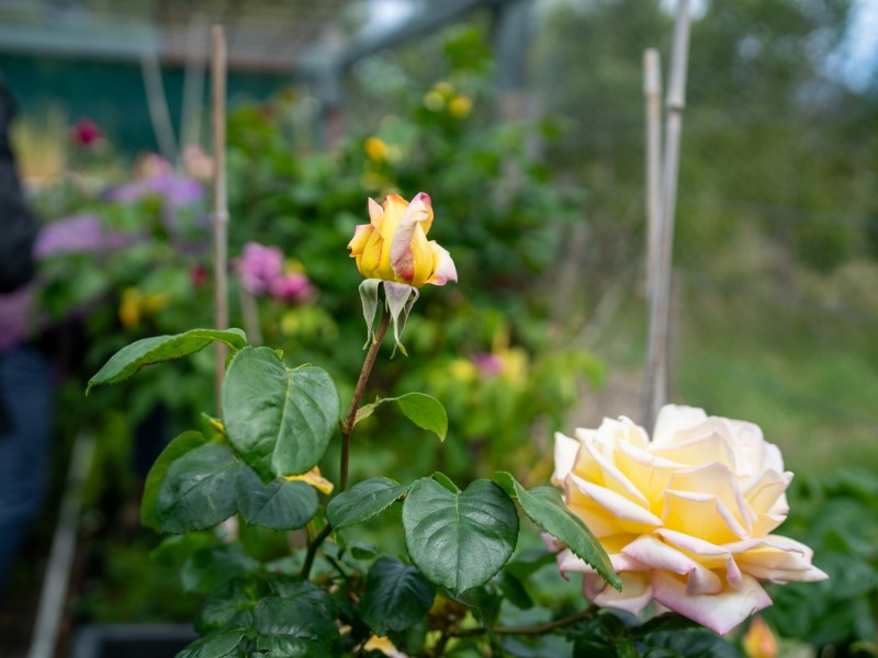 16 Bayvista Rise, St Helens TAS 7216