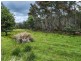 Lot Lot 1/221 Irish Town Road, St Marys TAS 7215