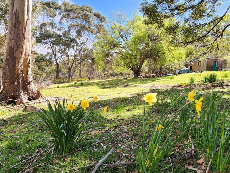 5 Alexander Street, Cornwall TAS 7215