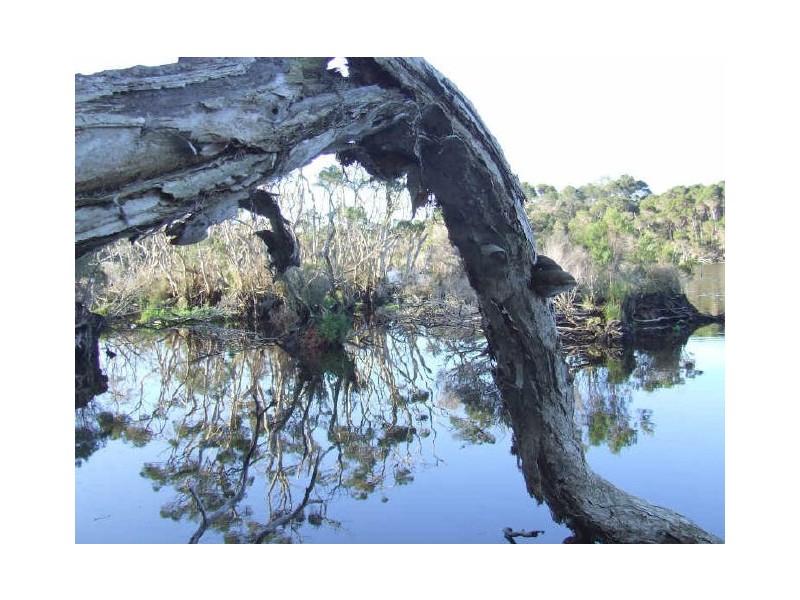 Parnella, Stieglitz TAS 7216