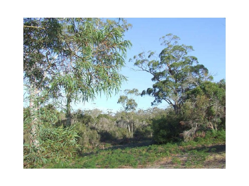 Parnella, Stieglitz TAS 7216