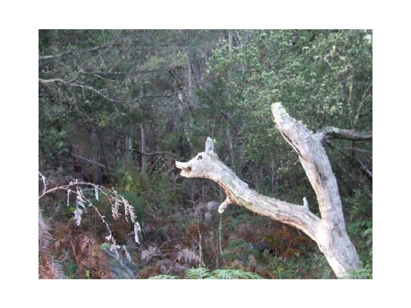 Parnella, Stieglitz TAS 7216