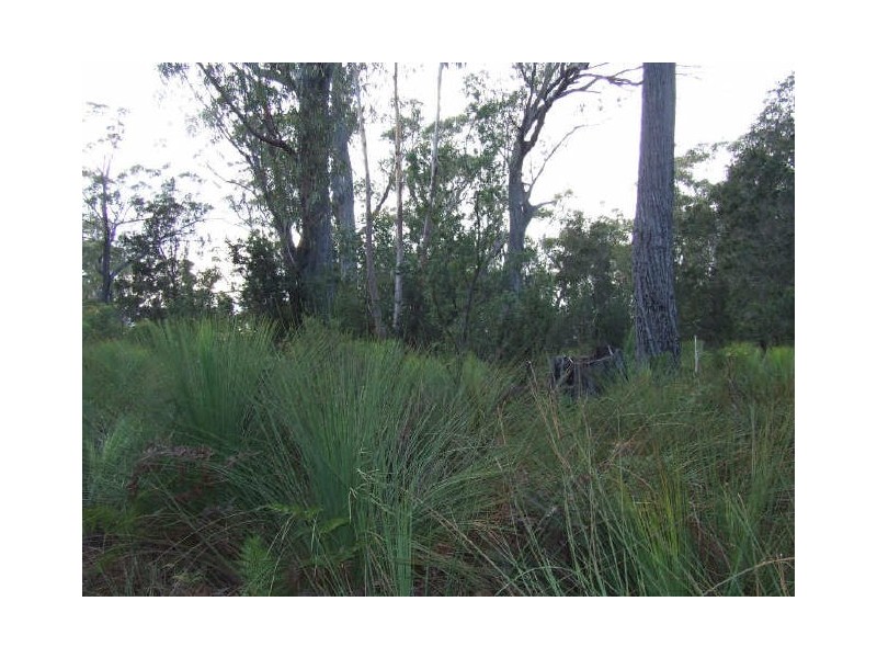 Parnella, Stieglitz TAS 7216