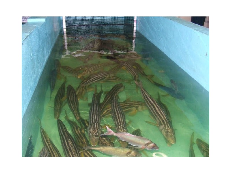 18 Medea Cove Esplanade, St Helens TAS 7216