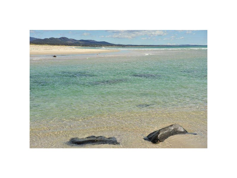 38 Morrison Street, Falmouth TAS 7215