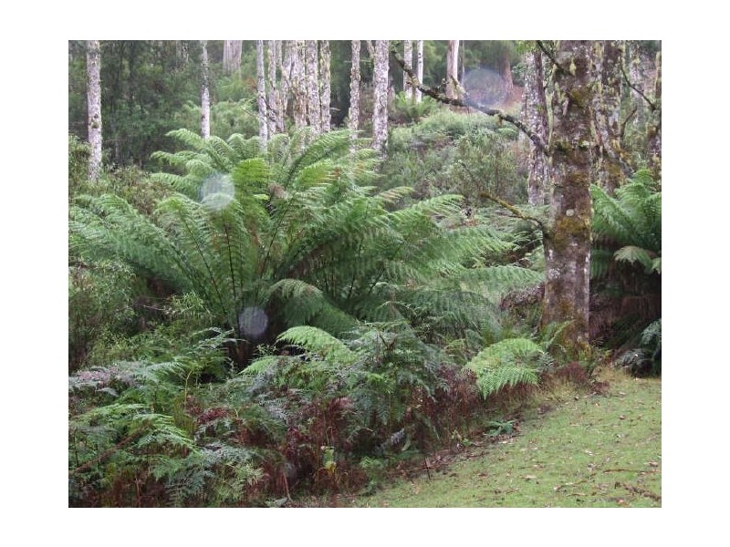 Lottah Road, Lottah TAS 7216