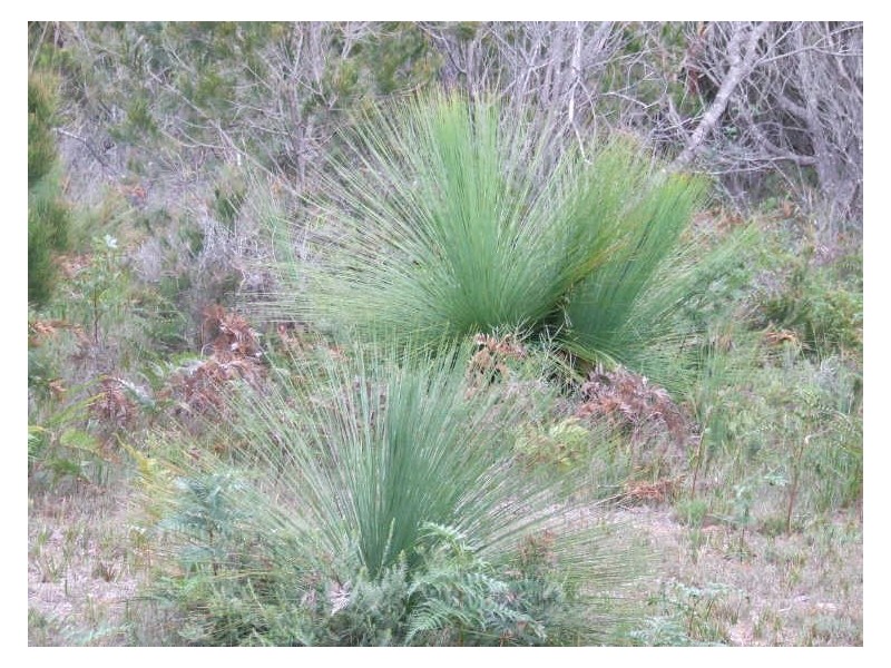 11 Belair Street, Beaumaris TAS 7215