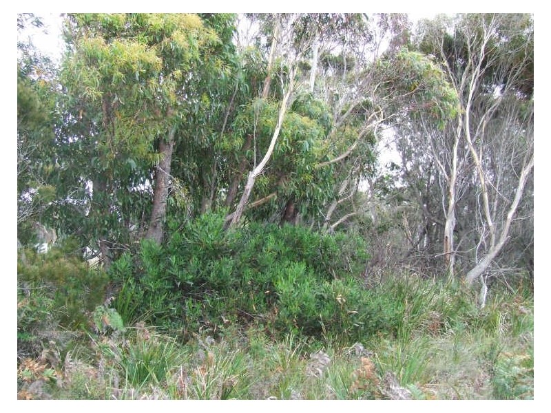 11 Belair Street, Beaumaris TAS 7215