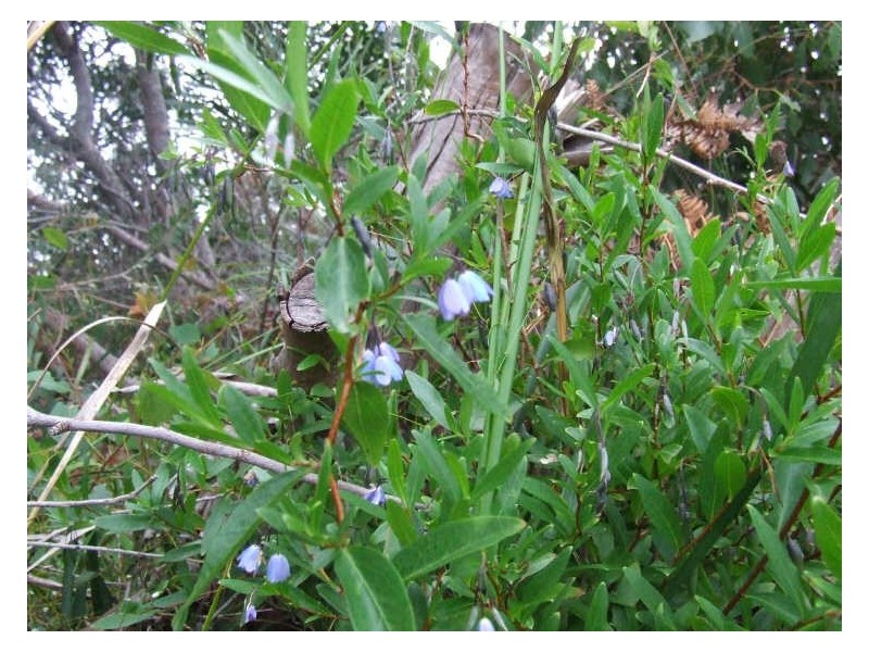 11 Belair Street, Beaumaris TAS 7215