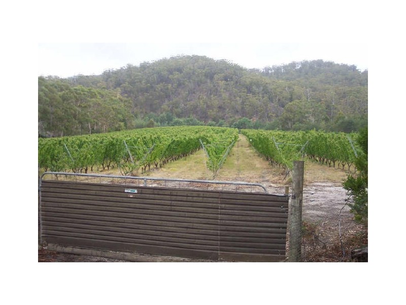 558 Upper Scamander Road, Scamander TAS 7215