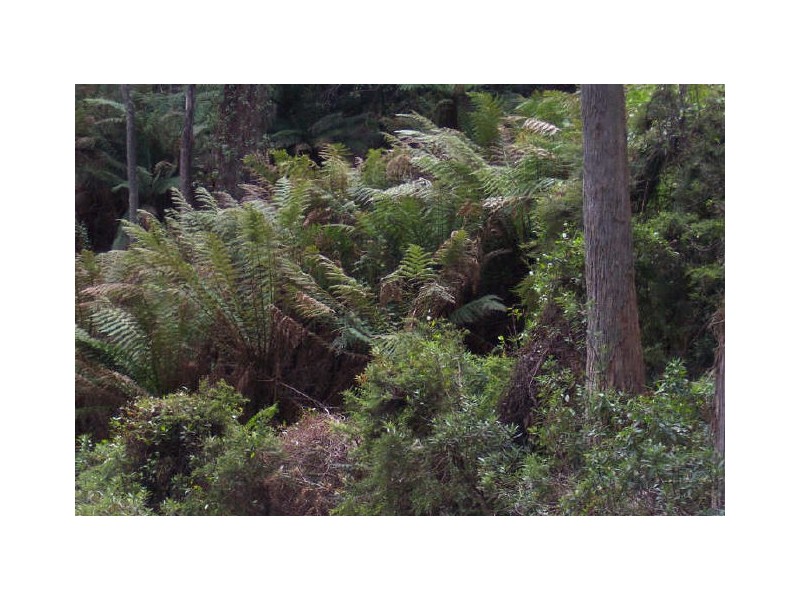 17252 Elephant Pass Road, Gray TAS 7215