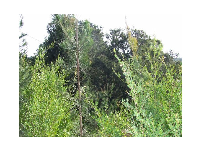 Lot 1/173 Binalong Bay Road, Binalong Bay TAS 7216