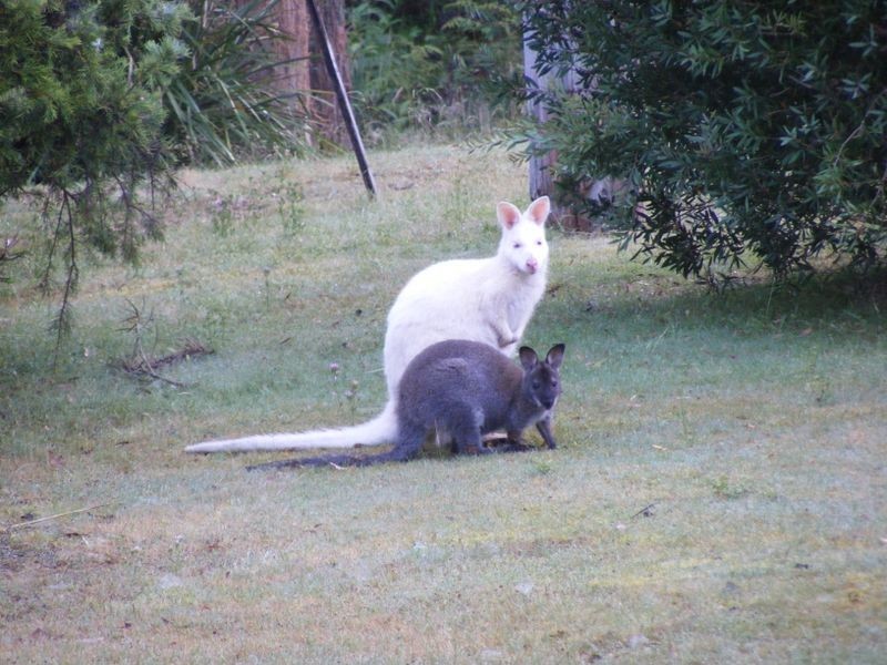 30 Nicklasons Road, Pyengana TAS 7216