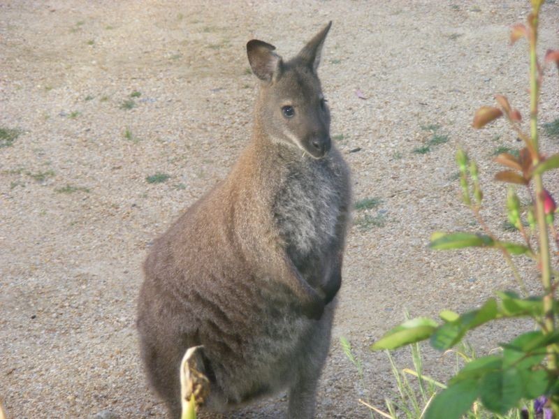 30 Nicklasons Road, Pyengana TAS 7216