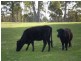 197 Elephant Pass Road, St Marys TAS 7215