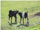 27261 Tasman Highway, Goulds Country TAS 7216