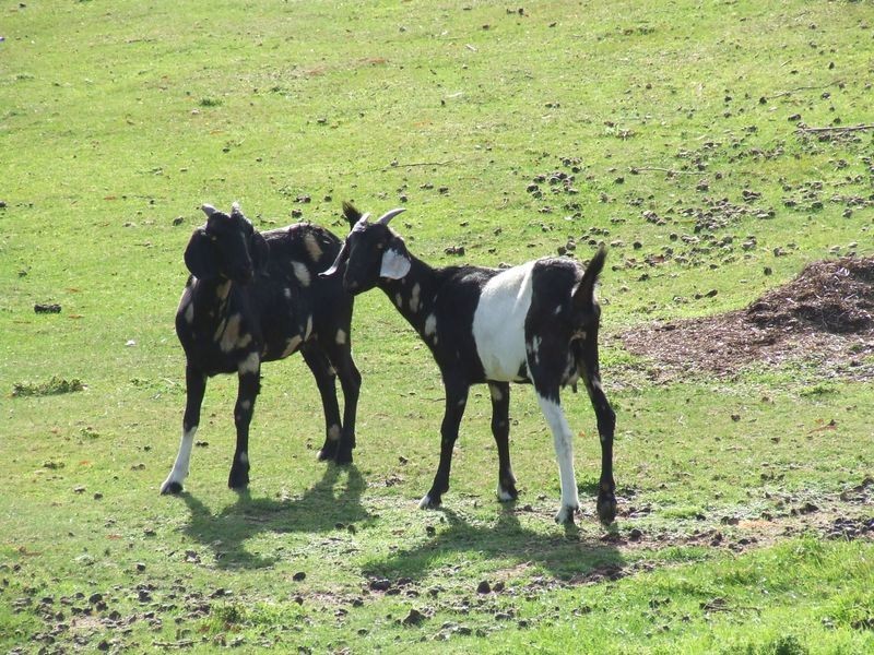 27261 Tasman Highway, Goulds Country TAS 7216