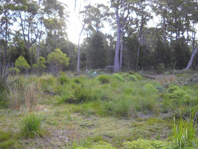 1.125ha Elephant Pass Road, St Marys TAS 7215
