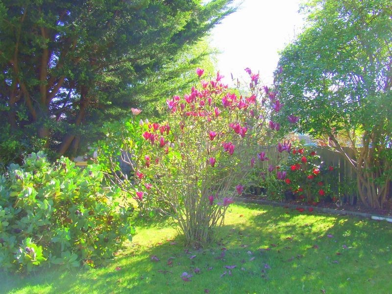 60 Medea Cove Esplanade, St Helens TAS 7216