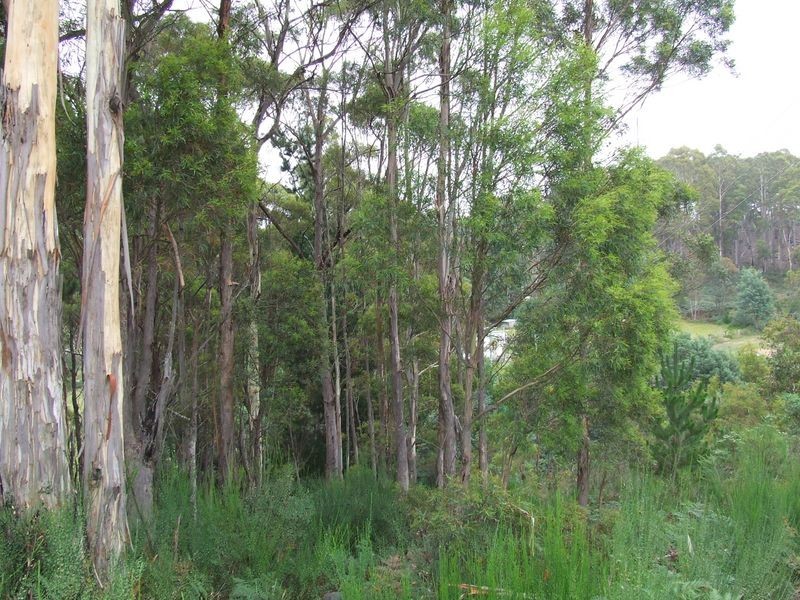 Franks Street, St Marys TAS 7215