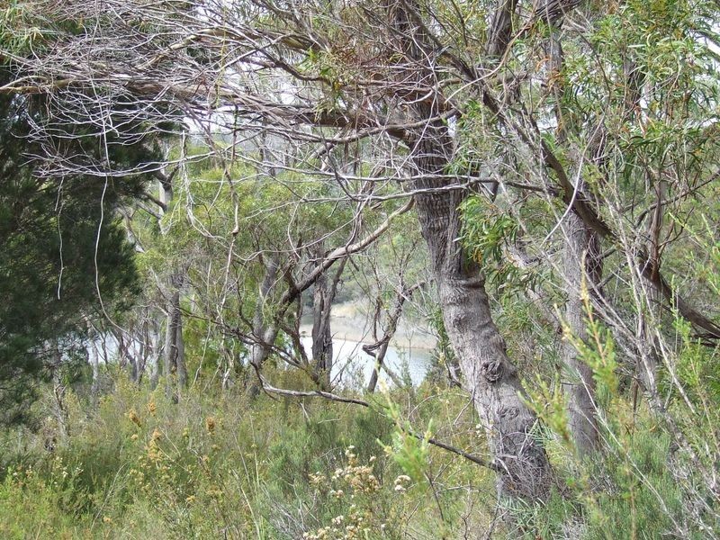 114 Gardens Road, Binalong Bay TAS 7216
