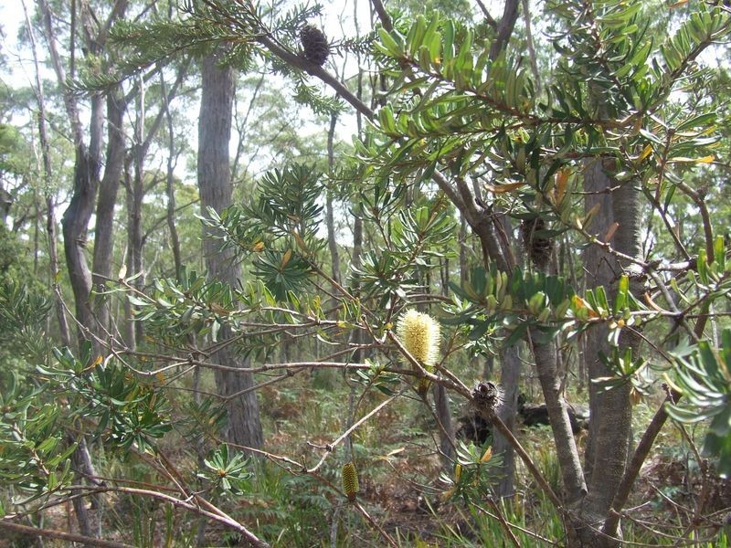 449 Elephant Pass Road, St Marys TAS 7215