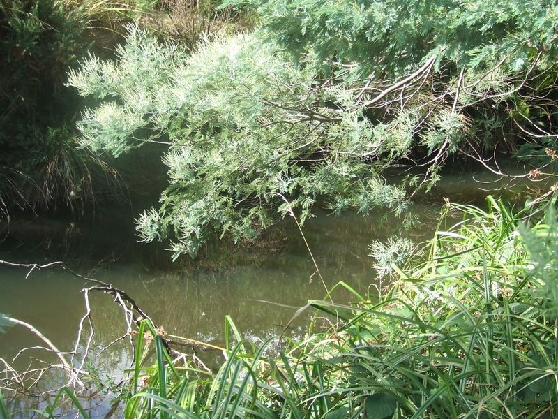 Main Street, St Marys TAS 7215