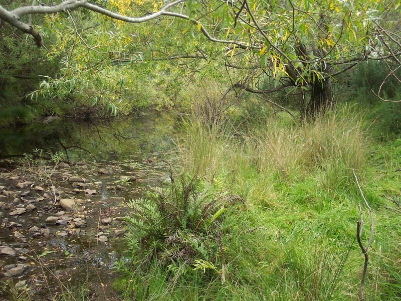 Main Street, St Marys TAS 7215