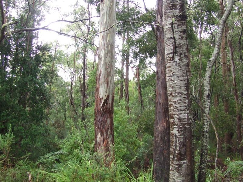 PID 640432 Lower Germantown Road, St Marys TAS 7215