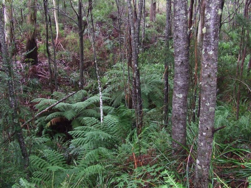 PID 640432 Lower Germantown Road, St Marys TAS 7215