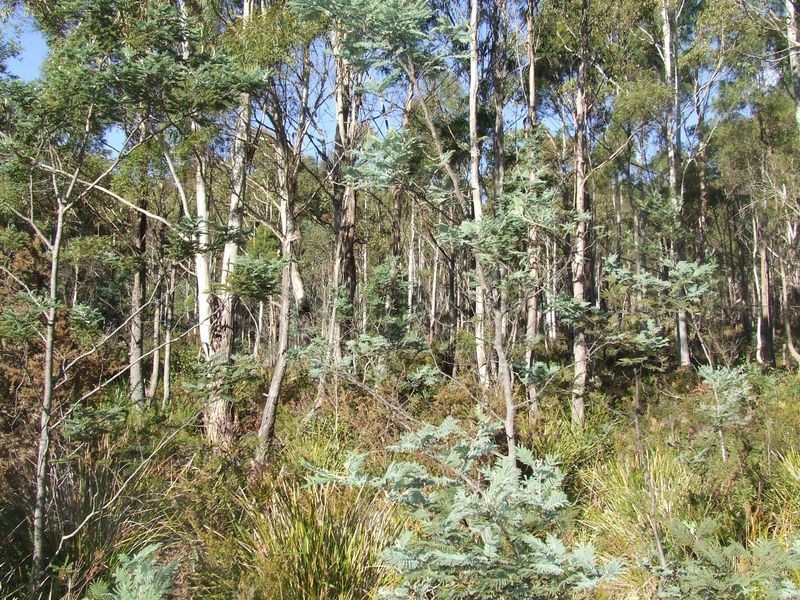 PID 784688 Irishtown Road, St Marys TAS 7215
