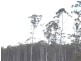 Calder Gully Road, Mangana TAS 7214
