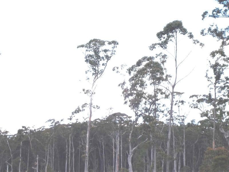 Calder Gully Road, Mangana TAS 7214