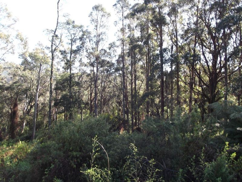 Lottah Road, Lottah TAS 7216