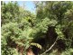 Lottah Road, Goulds Country TAS 7216