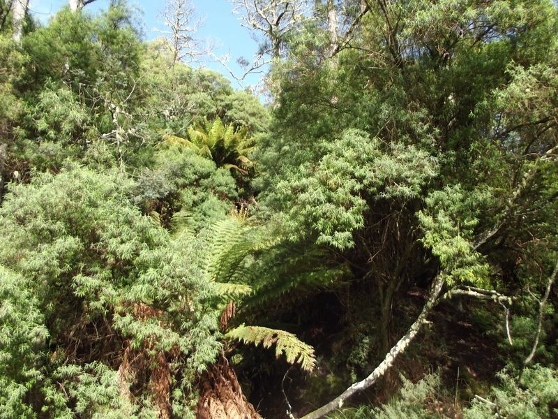 Lottah Road, Goulds Country TAS 7216