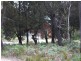 51 Cleland Drive, St Helens TAS 7216