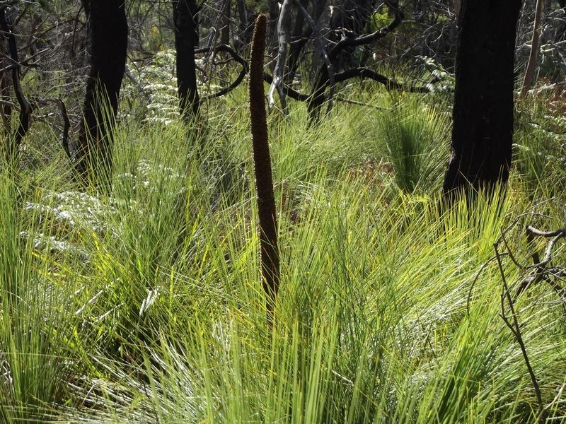 1 Chimneys Lagoon, St Helens TAS 7216