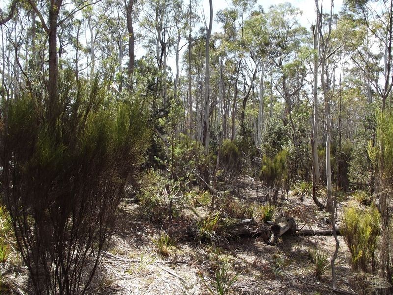 237 Elephant Pass Road, St Marys TAS 7215