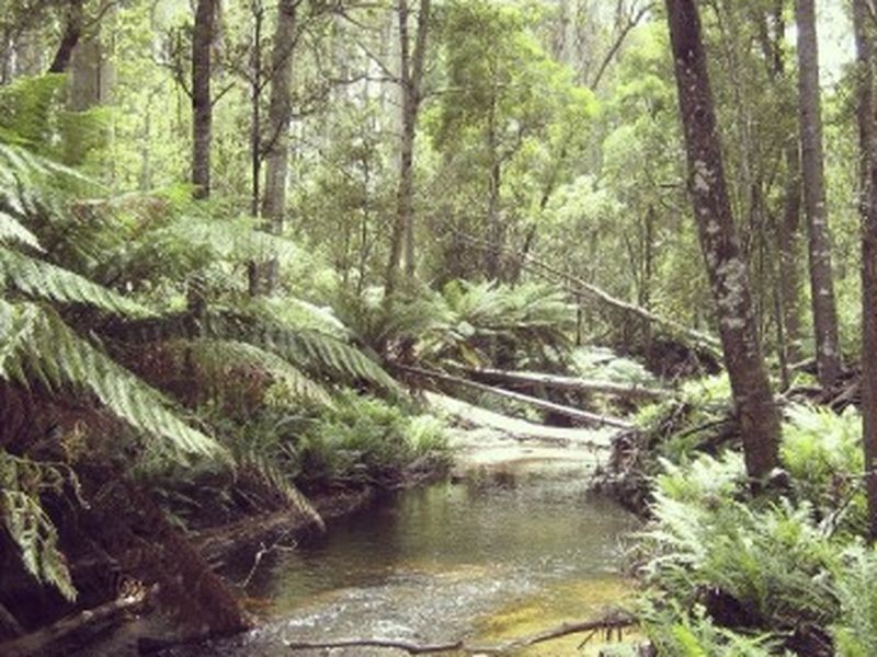 PID 764177 Woodsong Terryvale Road, Goshen TAS 7216