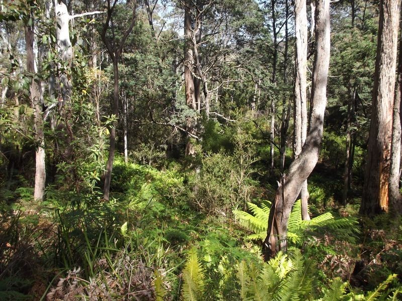 PID 764177 Woodsong Terryvale Road, Goshen TAS 7216