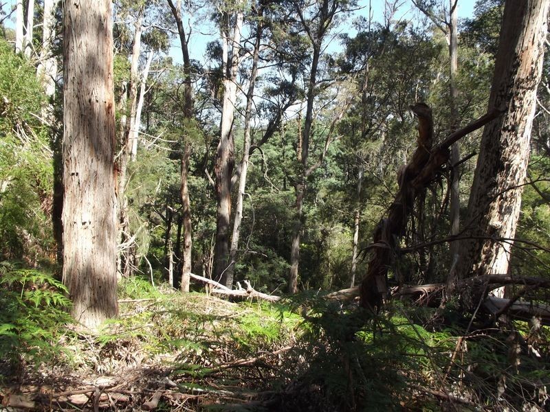 PID 764177 Woodsong Terryvale Road, Goshen TAS 7216