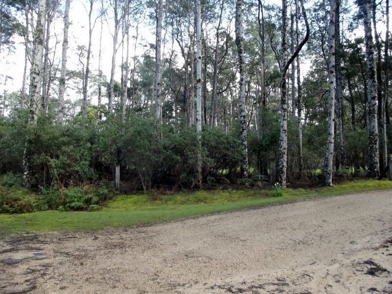 1062 Lottah Road, Lottah TAS 7216