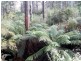 1062 Lottah Road, Lottah TAS 7216
