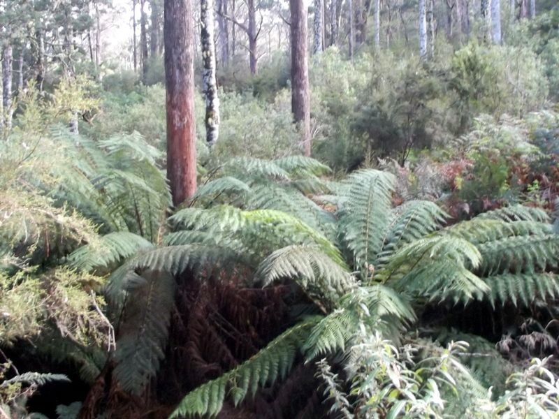 1062 Lottah Road, Lottah TAS 7216
