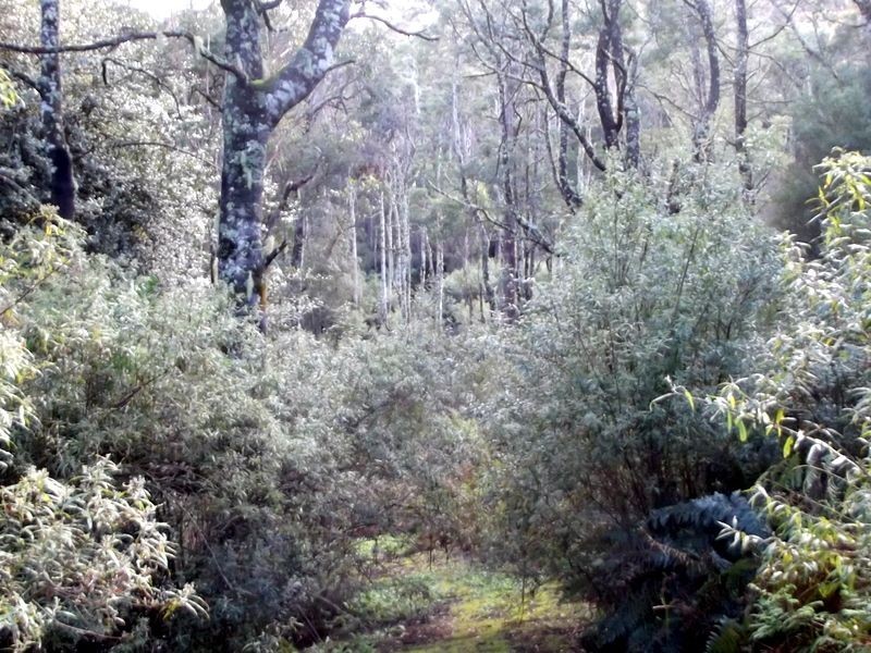 1062 Lottah Road, Lottah TAS 7216