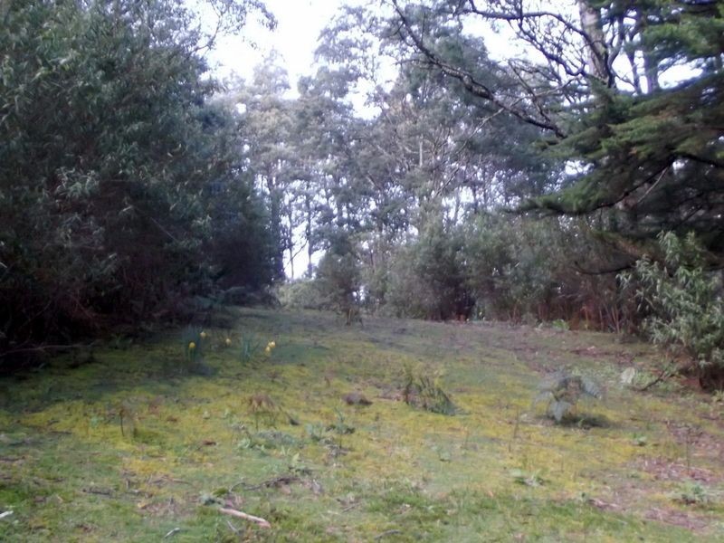1062 Lottah Road, Lottah TAS 7216