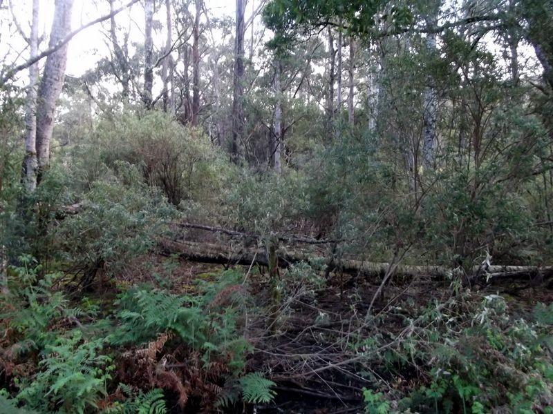 1062 Lottah Road, Lottah TAS 7216