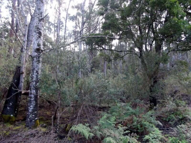 1062 Lottah Road, Lottah TAS 7216
